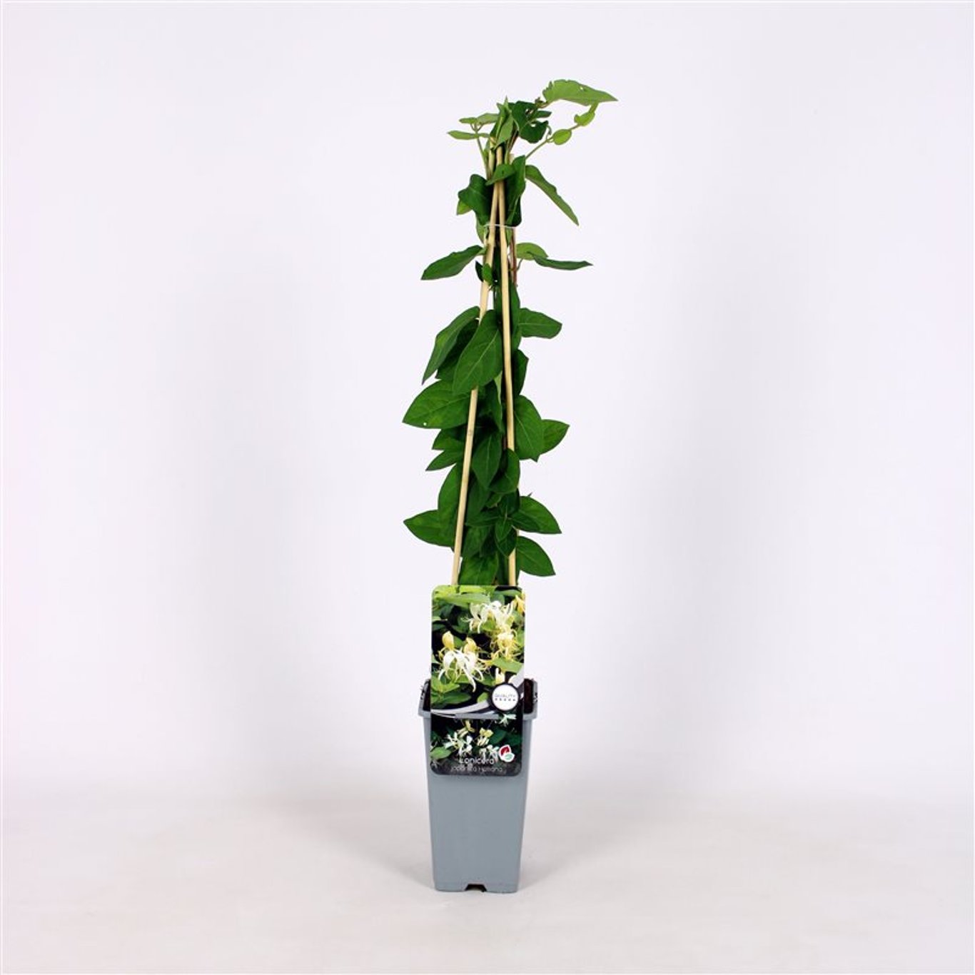 Kaprifol – Lonicera japonica 'Halliana' - C2 70/+ CM